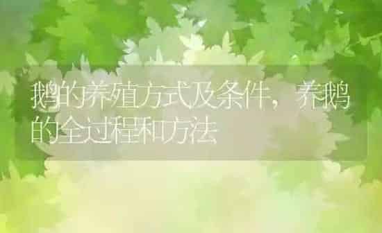 鹅的养殖方式及条件,养鹅的全过程和方法 | 养殖学堂