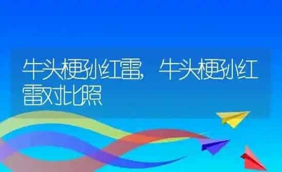 牛头梗孙红雷,牛头梗孙红雷对比照 | 养殖科普