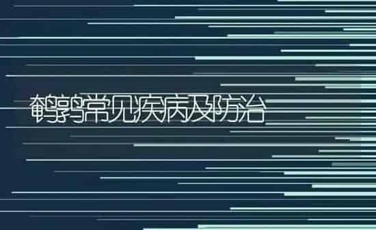 鹌鹑常见疾病及防治 | 养殖技术大全