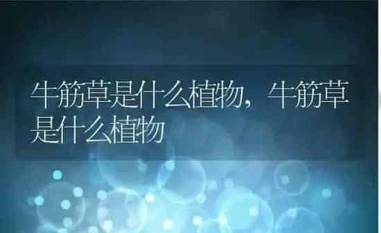 牛筋草是什么植物,牛筋草是什么植物 | 养殖科普