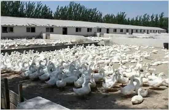 养鸭子怎么养？鸭子的圈养技巧 | 生活妙招