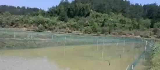 台湾泥鳅池塘生态养殖技术 | 生活常识
