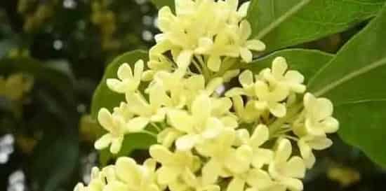 桂花怎么嫁接才长得好 | 生活妙招