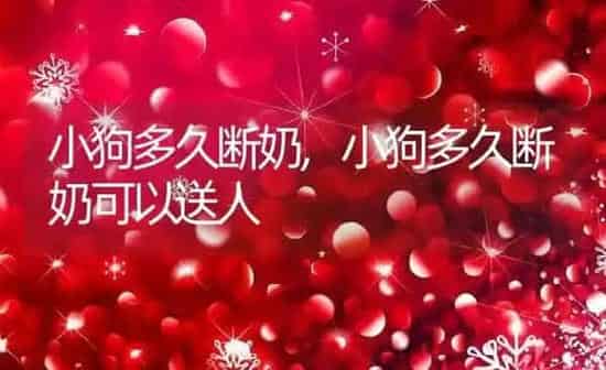 小狗多久断奶,小狗多久断奶可以送人 | 养殖科普