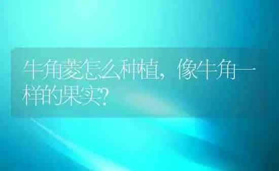 牛角菱怎么种植,像牛角一样的果实？ | 养殖科普