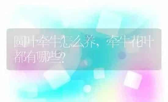 圆叶牵牛怎么养,牵牛花叶都有哪些？ | 养殖科普
