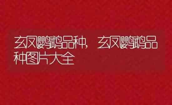 玄凤鹦鹉品种,玄凤鹦鹉品种图片大全 | 养殖科普