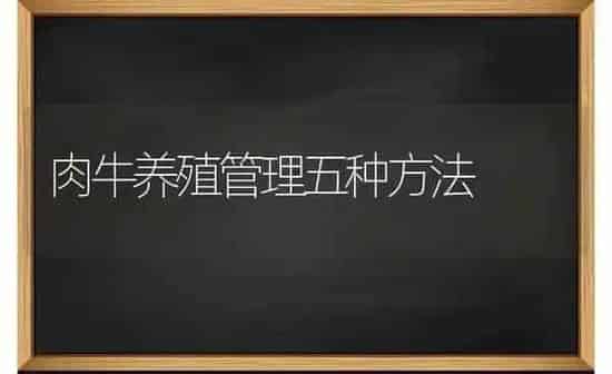 肉牛养殖管理五种方法 | 养殖知识