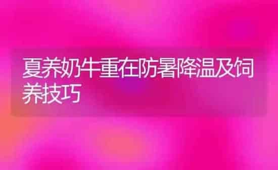 夏养奶牛重在防暑降温及饲养技巧 | 养殖知识