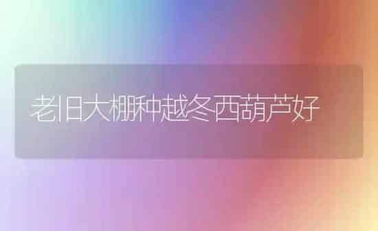 老旧大棚种越冬西葫芦好 | 养殖知识