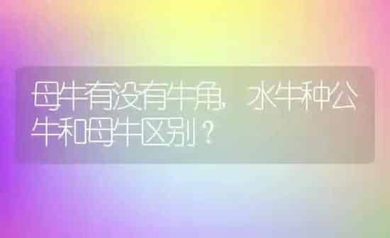 母牛有没有牛角,水牛种公牛和母牛区别？ | 养殖科普