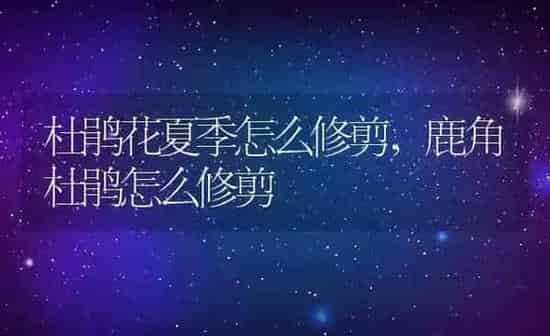 杜鹃花夏季怎么修剪,鹿角杜鹃怎么修剪 | 养殖学堂