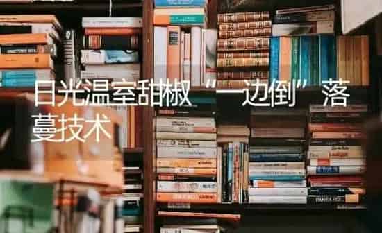 日光温室甜椒“一边倒”落蔓技术 | 养殖知识