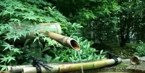 台湾泥鳅池塘生态养殖技术 | 生活常识