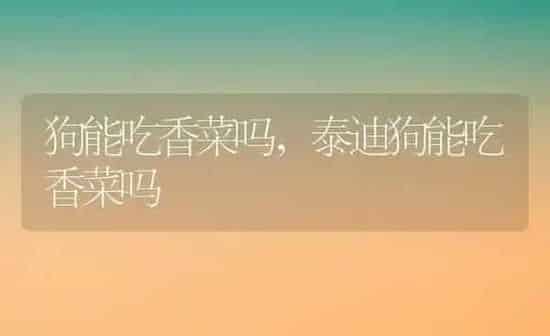 狗能吃香菜吗,泰迪狗能吃香菜吗 | 养殖科普