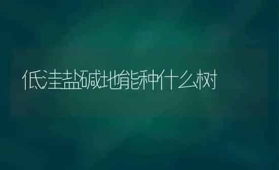 低洼盐碱地能种什么树 | 养殖技术大全