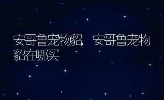 安哥鲁宠物貂,安哥鲁宠物貂在哪买 | 养殖资料