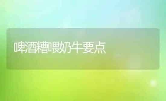 啤酒糟喂奶牛要点 | 养殖技术大全