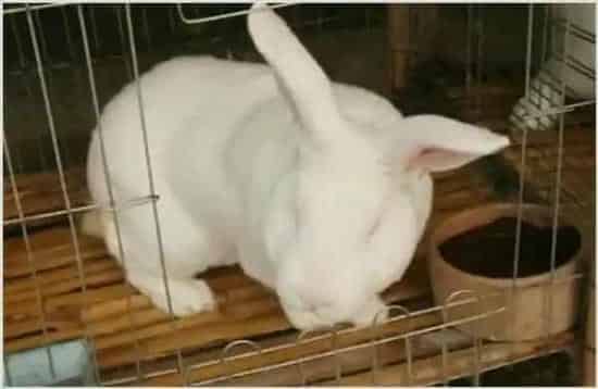 白兔养殖的常见疾病 | 农广天地