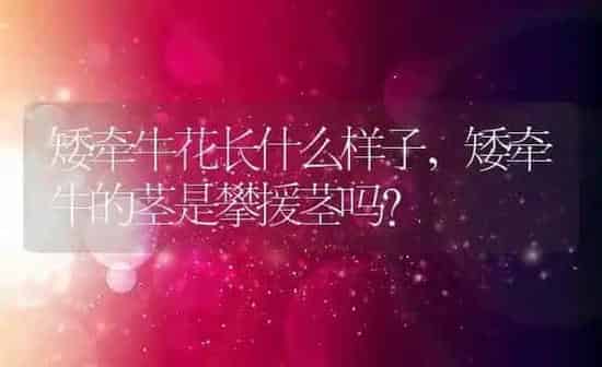 矮牵牛花长什么样子,矮牵牛的茎是攀援茎吗？ | 养殖科普