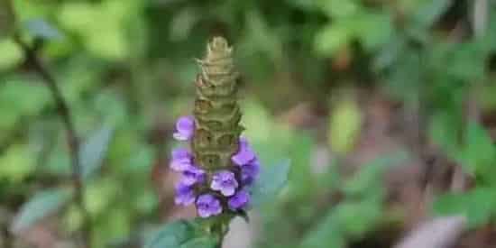 夏枯草人工种植注意点 | 生活常识