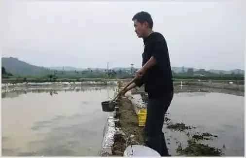 台湾泥鳅池塘生态养殖技术 | 生活常识