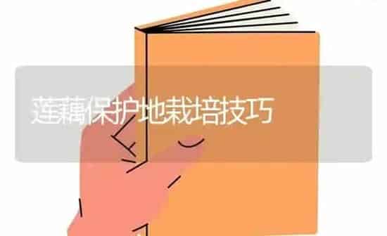 莲藕保护地栽培技巧 | 养殖知识