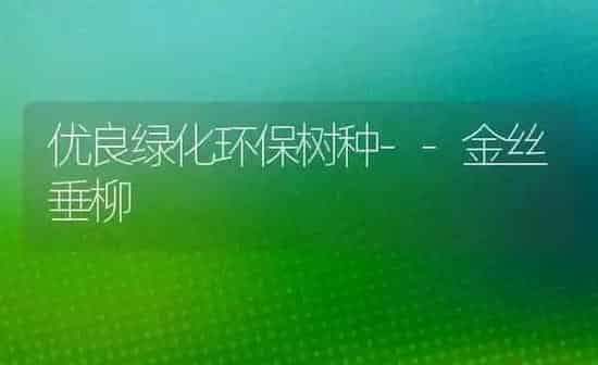 优良绿化环保树种--金丝垂柳 | 养殖技术大全