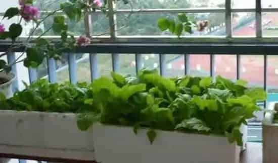 泡沫箱种菜有毒吗 | 农广天地