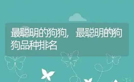 最聪明的狗狗,最聪明的狗狗品种排名 | 养殖科普