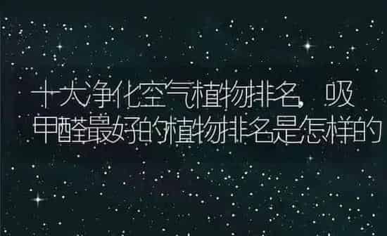 十大净化空气植物排名,吸甲醛最好的植物排名是怎样的 | 养殖学堂