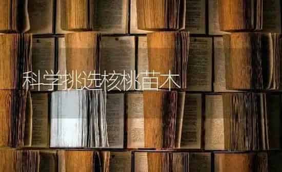 科学挑选核桃苗木 | 养殖知识