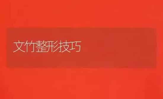文竹整形技巧 | 养殖知识