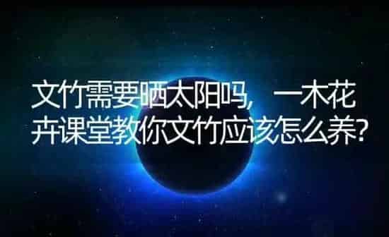 文竹需要晒太阳吗,一木花卉课堂教你文竹应该怎么养？ | 养殖科普