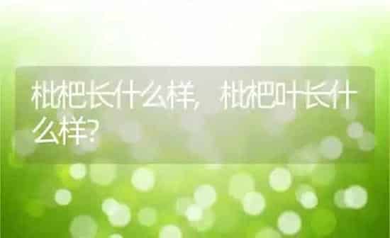 枇杷长什么样,枇杷叶长什么样？ | 养殖科普