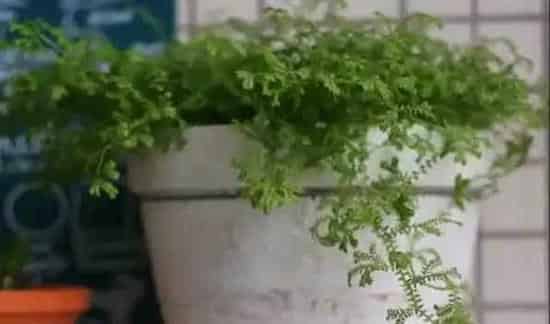 青龙草怎么繁殖 | 三农知识