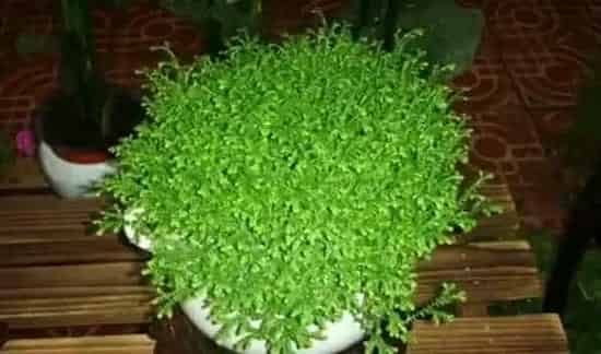 青龙草怎么繁殖 | 三农知识