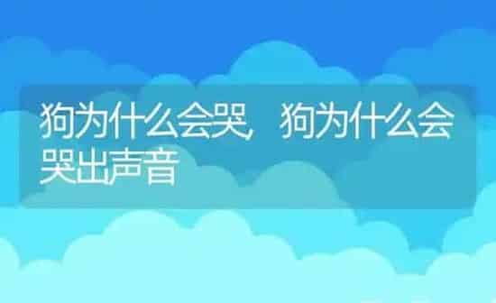 狗为什么会哭,狗为什么会哭出声音 | 养殖科普