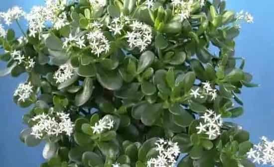 玉树和燕子掌哪个好,玉树和叶子掌哪个好？