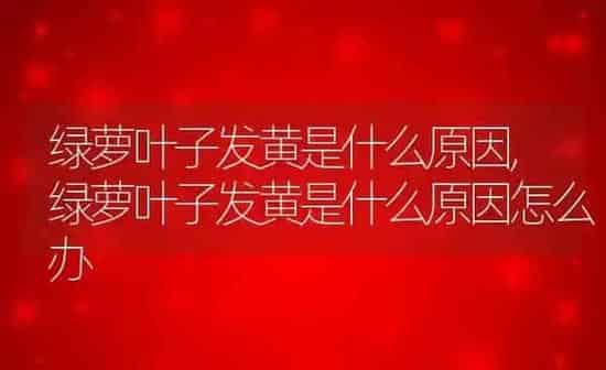 绿萝叶子发黄是什么原因,绿萝叶子发黄是什么原因怎么办 | 养殖科普