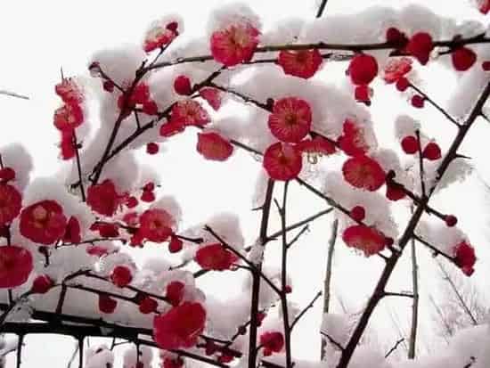梅花用什么土种植比较好,骨里红梅花用什么土栽培?