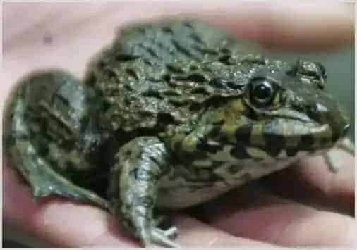 野生牛蛙图片 | 实用知识