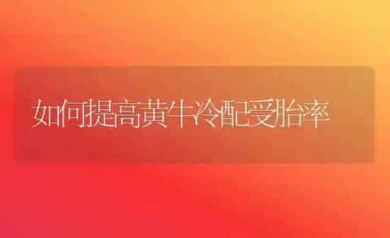 如何提高黄牛冷配受胎率 | 养殖知识