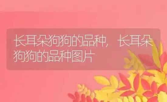 长耳朵狗狗的品种,长耳朵狗狗的品种图片 | 养殖科普