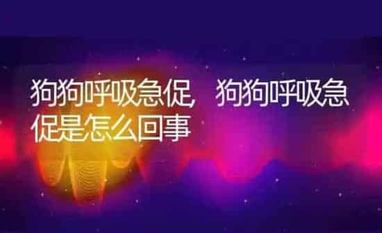 狗狗呼吸急促,狗狗呼吸急促是怎么回事 | 养殖科普