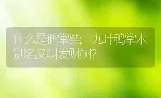 什么是鹅掌柴,九叶鸭掌木别名又叫发财树？ | 养殖科普