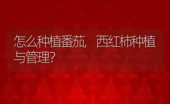 公猫多久发情,公猫一年发几次情啊 | 养殖科普