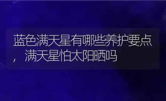 蓝色满天星有哪些养护要点,满天星怕太阳晒吗 | 养殖学堂
