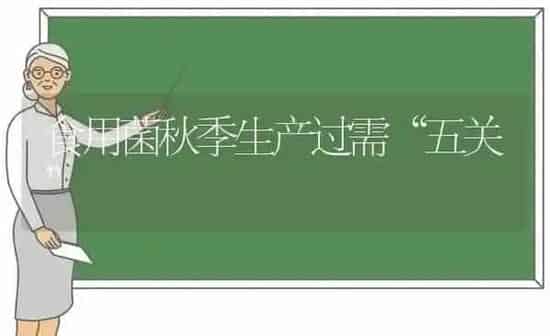 食用菌秋季生产过需“五关” | 养殖知识