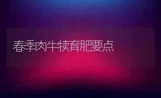 春季肉牛犊育肥要点 | 养殖知识